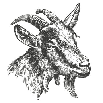 Goat Hand Drawn Vector Illustration Realistic Sketch