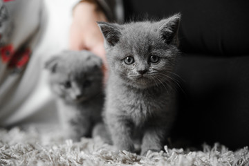 British cat,british kitten,playful couple of kittens in the arms of the hostess,cute kitten is...