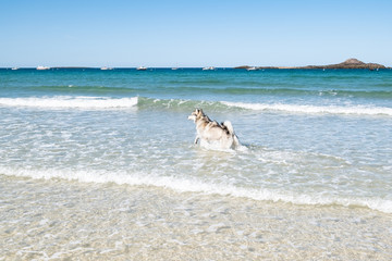 Fototapeta na wymiar Malamute or Husky dog playing in the waves of a large beach in Brittany in summer