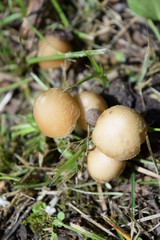 mushrooms in green garden