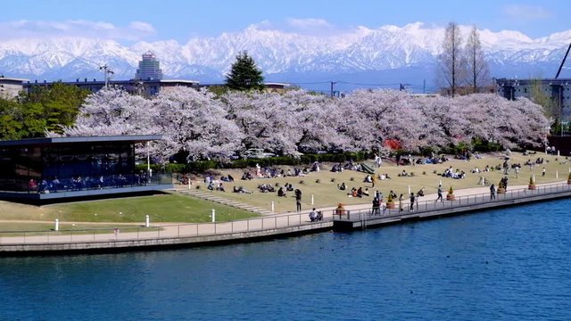 富岩運河環水公園と満開の桜並木