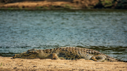 Profile view of crocodile at river shore
