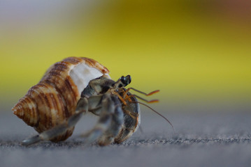 Macro photo of sea crab with shell and claws standing on grey ground. Bright yellow brown background. Closeup