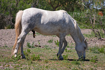 Obraz na płótnie Canvas A white stallion grazes the grass in the Camargue, France.