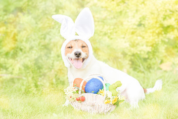 Dog as Easter bunny with basket full of colored eggs, strawberry berries and flowers