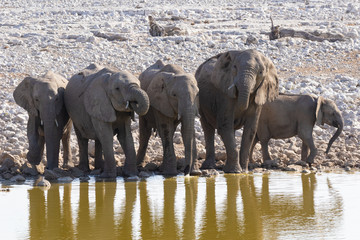 Group of elphants at Etosha National Park of Namibia
