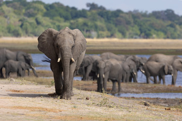 Fototapeta premium Group of elephants at chobe national park of Botswana