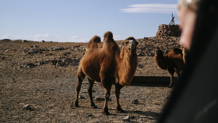 beautiful woman national eastern clothes black color,veil,hijab,abaya ornament her head,portrait steppes camels,strong wind,desert,wildlife,well,decoration,caucasian,slow ,sun