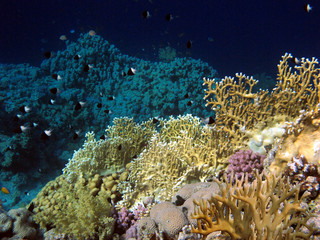 Fototapeta na wymiar Wonderful and beautiful underwater world with corals and tropical fish.Red Sea