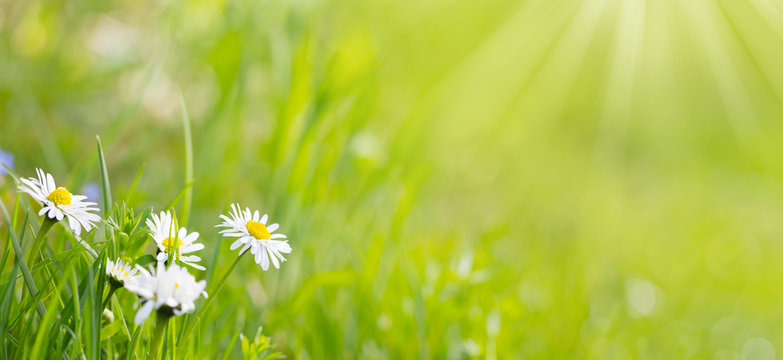 Daisy flowers -  Meadow  at springtime, summer -  Banner, panorama, background