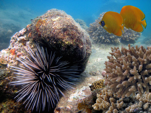 Wonderful and beautiful underwater world with corals and tropical fish.Red Sea. Sharm