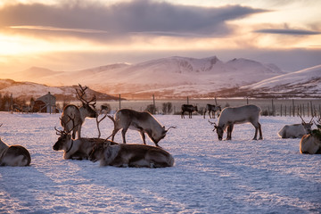 A herd of deer in the snow during sunset. Animals in wildlife. Winter landscape during sunset with deer. Tromso, Norway - travel