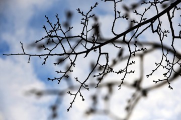 Fototapeta na wymiar Trees without leaves at blue sky background