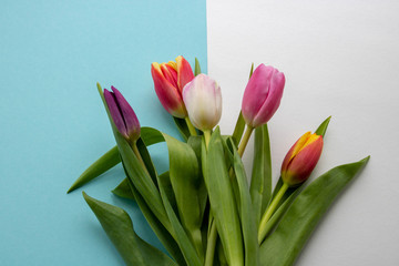 delicate multi-colored tulips with green leaves on a white and blue background