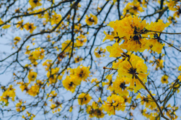 Tabebuia aurea flowers blooming on its tree branches with bright blue sky background.