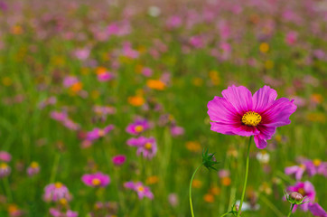 Fototapeta premium Cosmos flowers with colorful background for spring flower concept.