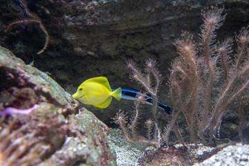 Poisson Jaune
