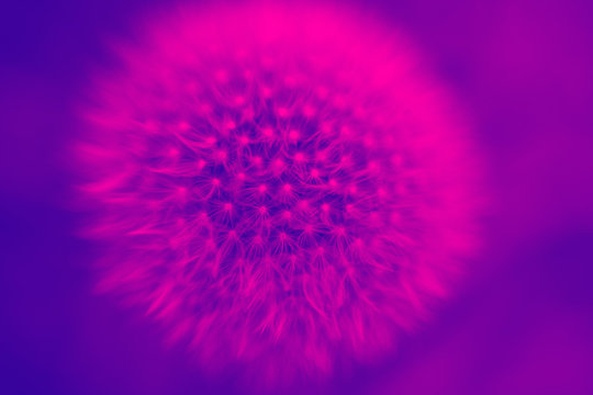 big dandelion flower on duotone purple violet blue background. trendy neon colors. toned. minimalist style. creative abstract design template