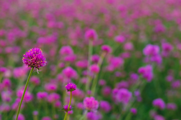 Pink color Globe amaranth flower with colorful blurry background.