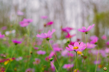 Cosmos flowers with colorful background for spring flower concept.