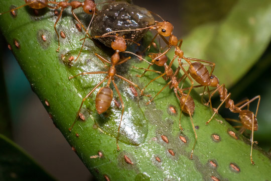 The ant team is helping to transport food on the green tree to their nest. It is powerful teamwork. Macro or close up photo.