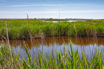 Panoramic view of the Camargue lagoon, France.