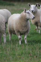 Naklejka na ściany i meble A flock/ herd of sheep grazing in a field in Yorkshire,Britain in the UK 