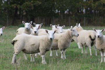 A flock/ herd of sheep grazing in a field in Yorkshire,Britain in the UK 