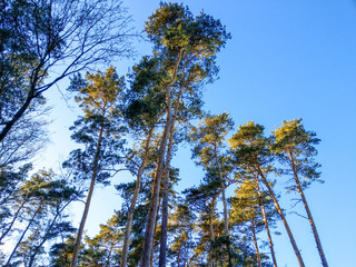 Nadelbäume vor blauem Himmel