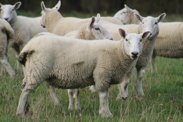 A flock/ herd of sheep grazing in a field in Yorkshire,Britain in the UK 