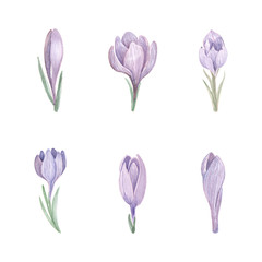 Watercolor crocus flower vector collection on white background. Beautiful set of spring saffron floral elements.