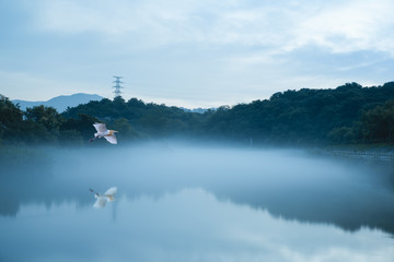 In the early morning of the city, the sky is full of rosy clouds, and the advection fog flows...