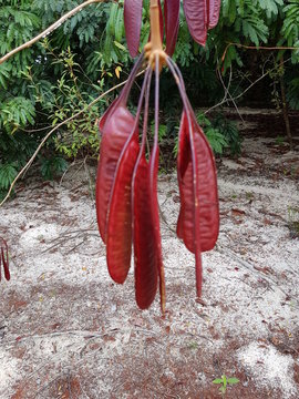Red pods of Parkia bicolor (Leguminosae / Mimosoideae) on the banks of the Rio Negro. Amazon, Brazil.