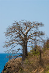 Fototapeta na wymiar Baobabs à Mayotte