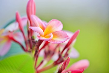 Obraz na płótnie Canvas Frangipani Blüten
