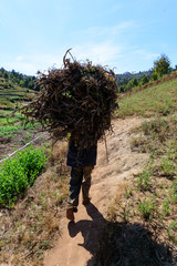 A woman carrying fire wood on her head