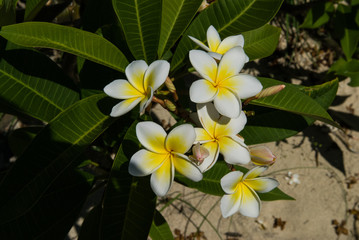 Fleurs de frangipanier sur une île des Mitsio à Madagascar.