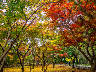Fototapeta na wymiar 紅葉 Autumn leaves 65