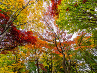 紅葉 Autumn leaves 62