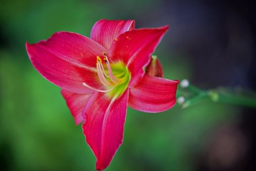 Macroaufnahme rote Blüte