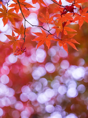 紅葉 Autumn leaves 54