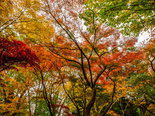 Fototapeta na wymiar 紅葉 Autumn leaves 44