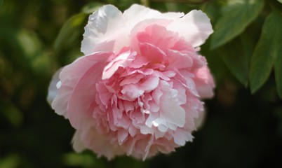 pink flower in the garden