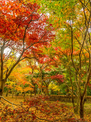 Fototapeta na wymiar 紅葉 Autumn leaves 42