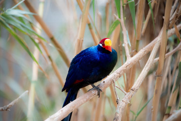 colorful bird on a branch