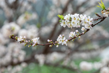 White plum flowers, like snowflakes, full of fields