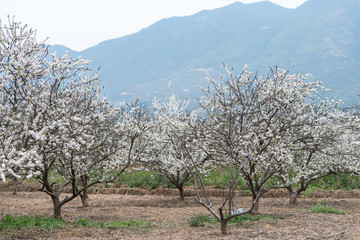 White plum flowers, like snowflakes, full of fields