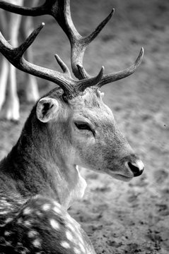 a beautiful image of rein deer