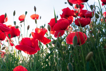Red poppy flowers field. Zero angle. Spring background