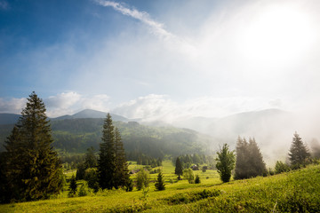 Gorgeous view of fir trees growing on green hills